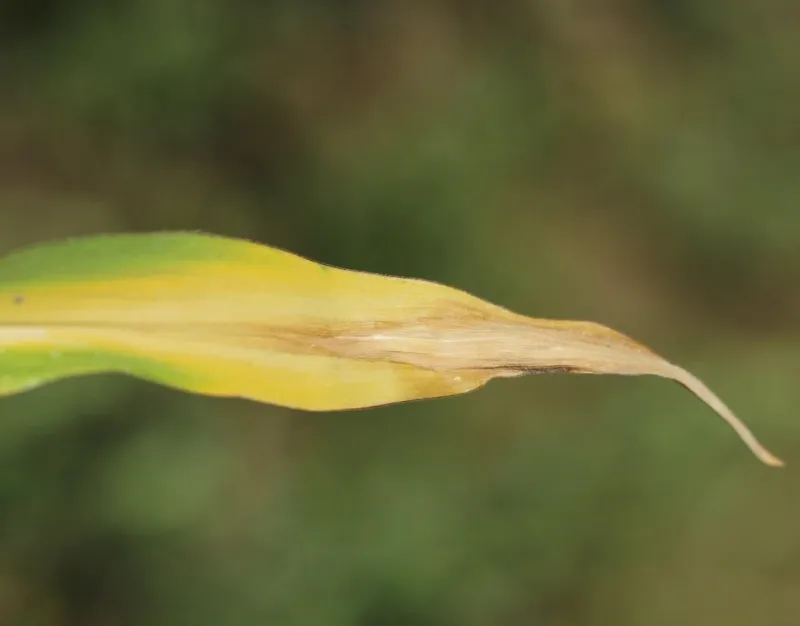 Maize leaf with yellowing from the tip — a sign of nitrogen deficiency
